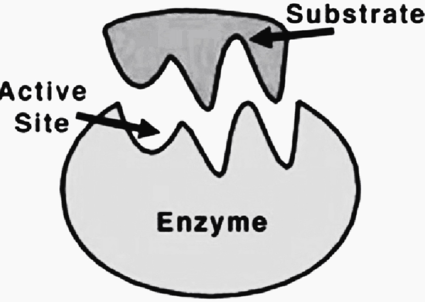 Enzymes - Defination, History, Structure, and Significance