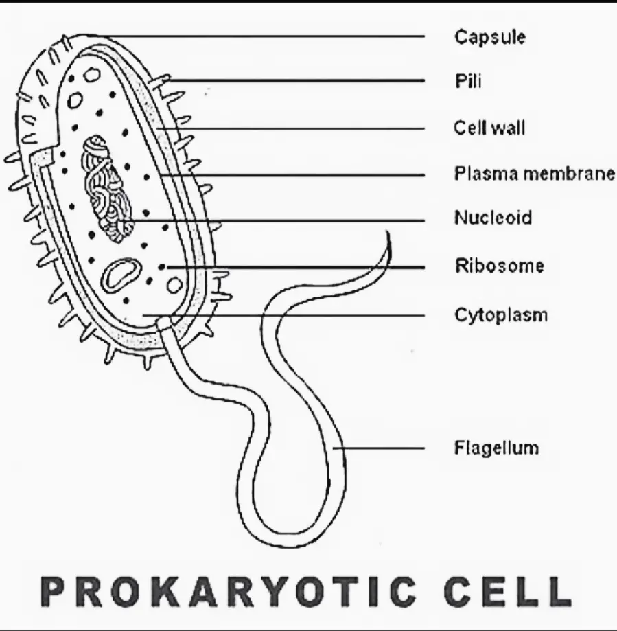 Cell Discovery Structure Size And Types Civilmint