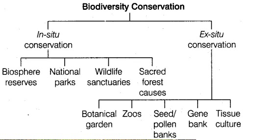 biodiversity-defination-types-conservation-civilmint-com