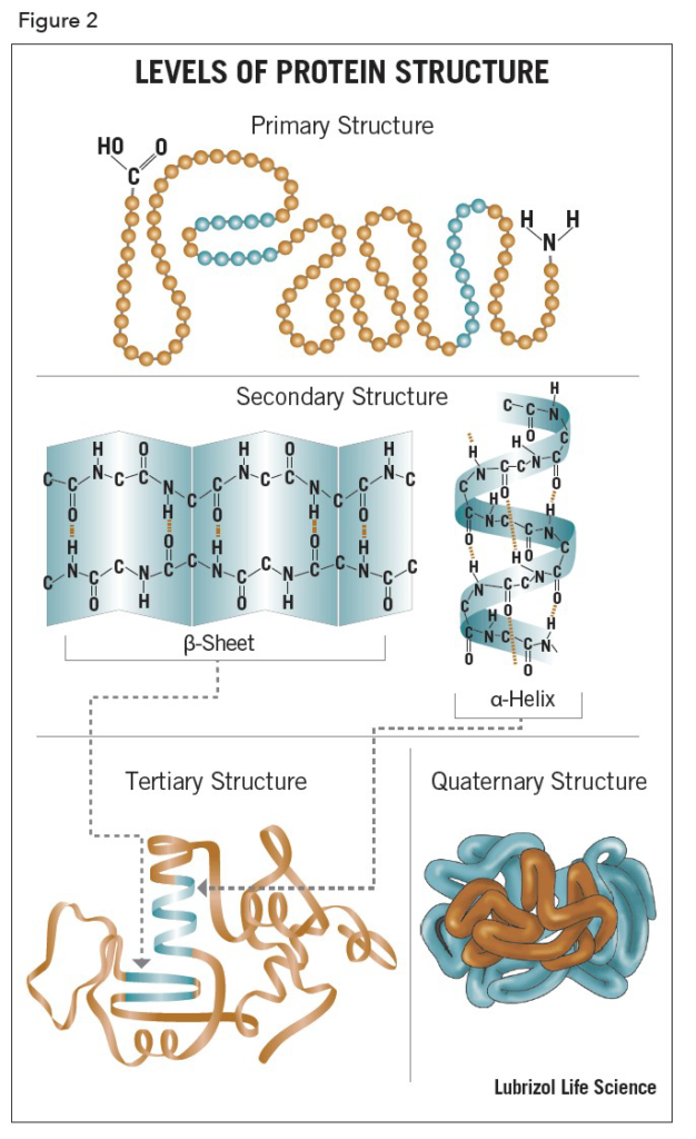 Various Levels Of Protein Structure 0984