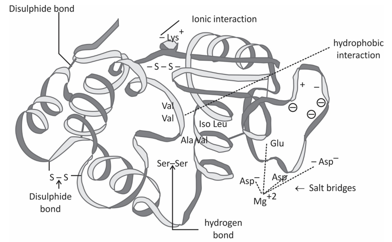 Various Levels Of Protein Structure