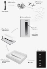 DNA Fingerprinting - Definition, Technique, And Principle