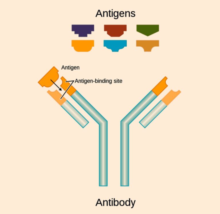 Antigen Antibody Interaction: | CivilMint.Com