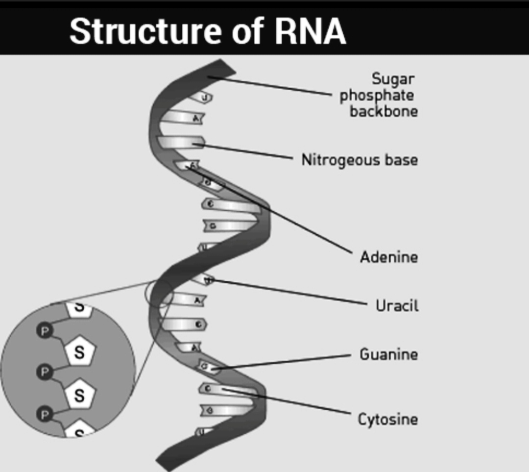 difference-between-dna-and-rna-all-the-differences