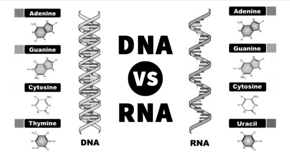 Difference Between DNA and RNA - All the Differences