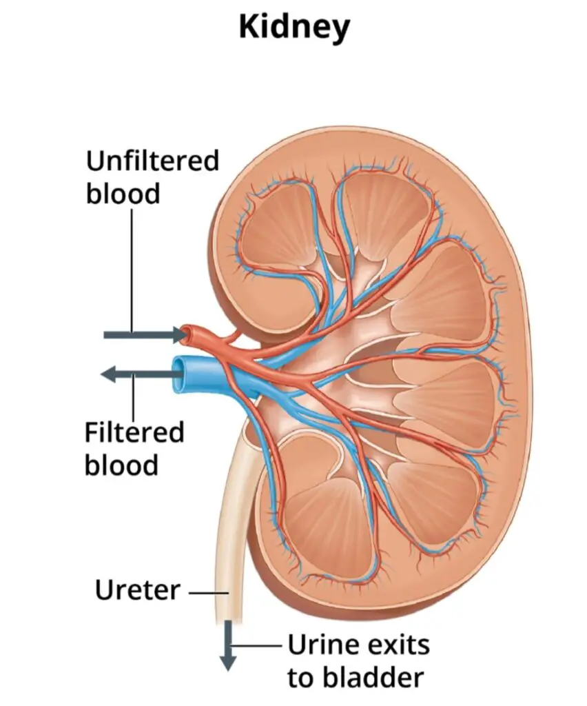 Kidney