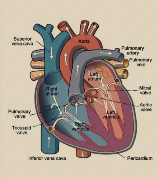 Human Heart - A Detailed Study | CivilMint.Com