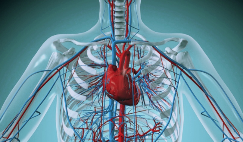 Human Heart - A Detailed Study | CivilMint.Com