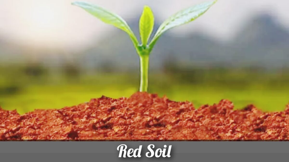 Red Soil - Properties, Composition, Types & Advantages