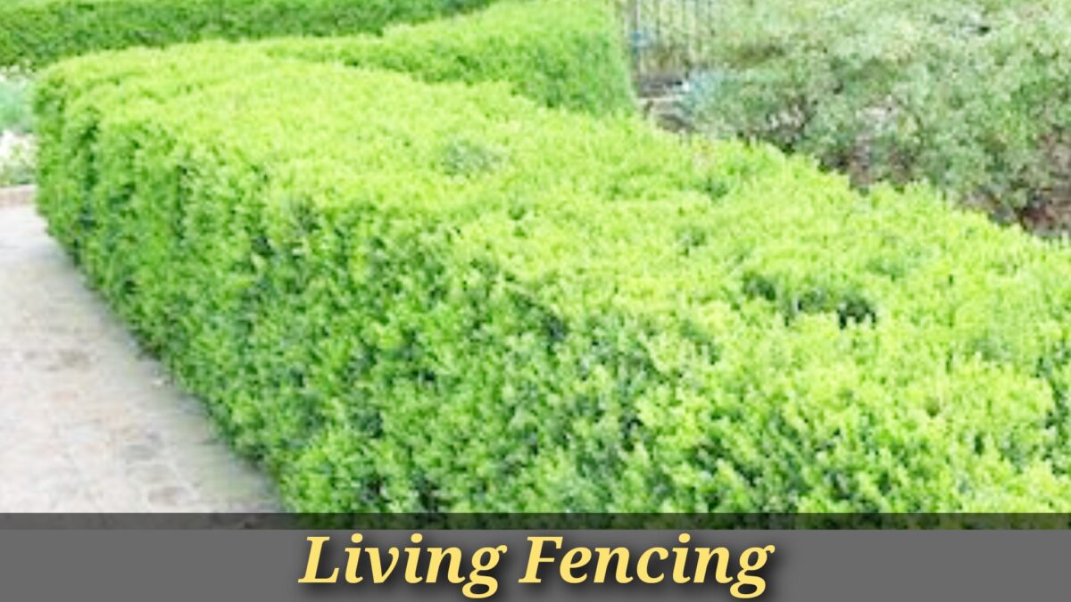 Living Fence